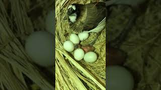 Bengalese Finch Breeding breeding birds [upl. by Zosema]