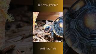 Red Footed Tortoise Fact 1 tortoisevideo tortoiseslife tortoiseoftheday [upl. by Aenit]