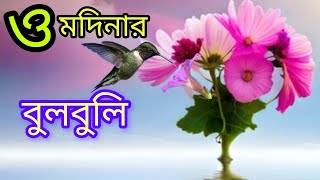 ও মদিনার বুলবুলি তোমার নামে ফুল তুলি  ০ Modinar Bulbuli  Islamic Song  আমিনুল সুর Gojol [upl. by Adnuhsar]