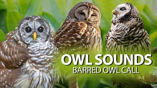 BARRED OWL Sounds🦉  The call of the Barred Owl and also its song [upl. by Violeta]