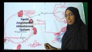 Renin Angiotensin Aldosterone System RAAS  Part Ono [upl. by Idolla144]