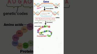 gene  transcription  translation  DNA  genetic codes genetics geneticcode dna aminoacids [upl. by Vil815]