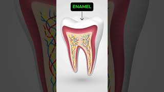 Parts and Layers of Tooth  Dr Harini [upl. by Llorrac]