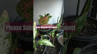 Beautiful Aglaonema Plants Varieties in My Inhouse Garden flute song plants music garden [upl. by Aicnom]