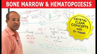 Bone Marrow and Hematopoiesis  Blood Cells Formation [upl. by Yasdnyl]