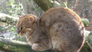 Rusty Spotted Cat Axe Valley Wildlife Park 12th March 2017 [upl. by Jermyn]