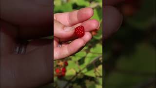 WINEBERRIES  The raspberry’s sticky tart and more seedy cousin with sharp thorns  zone6b [upl. by Sabec]