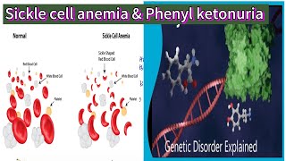 Sickle cell anemia amp Phenyl ketonuria  Gene mutation or point mutation  Biology12 [upl. by Gill]