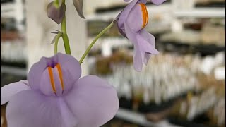 Giant bladderwort Utricularia cornigera [upl. by Anilorac80]