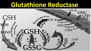 Glutathione Reductase [upl. by Waine]