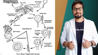 Life History of Albugo  Albugo candida [upl. by Demetra]