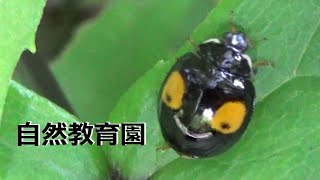 自然教育園のテントウムシ🐞 [upl. by Auj]