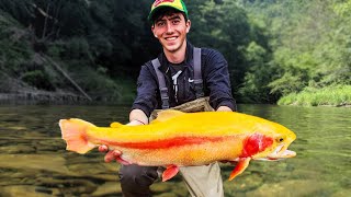 Best LURES and TACTICS to Catch The Biggest Trout  PA Trout Fishing Secrets Revealed Big Palomino [upl. by Frydman]