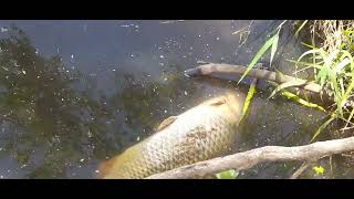 😱 MUCHOS PECES MUERTS EN VILLA PARANACITO ENTRE RIOS  que esta pasando [upl. by Nelleeus]