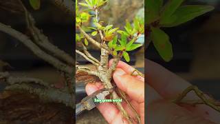 How to make bonsai 2 bonsai gardening indoorplants shortsvideo hobby Samgreenworld [upl. by Magas]