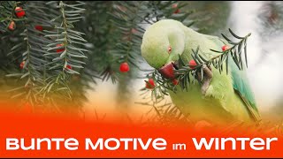 Bunte Motive im tristen Winter  Naturfotografie [upl. by Refiffej435]