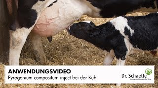 Pyrogenium compositum inject bei der Kuh [upl. by Housum]