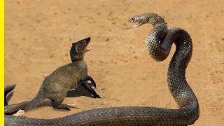 Nightmare of the Snakes Witness the Incredible World of Mongooses  Mangooses Facts [upl. by Becky]