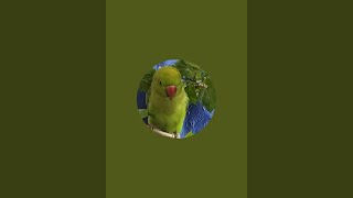 CUTE PARROT  Bhutku and Chutku is live [upl. by Schubert842]