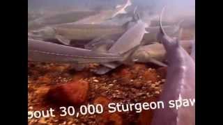 Lake Sturgeon by the 1000s in the St Clair River [upl. by Nymassej]