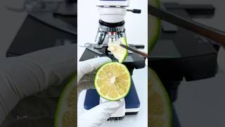 Bergamot under a microscope 🍋🔬amazing facts experiment [upl. by Deirdra]