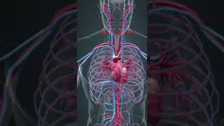 Blood vessels amp Heart 💕 healthcare lab 3d4medical Animation heart shortsvideo trendingshorts [upl. by Ym368]