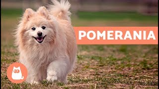 Volpino di Pomerania storia e caratteristiche – Cani PICCOLI adorabili [upl. by Rosabella]