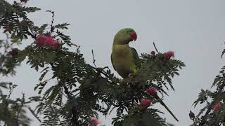 Alexandrine Parakeet Surjapur Wetlands 19 Nov 2023 [upl. by Alodi]