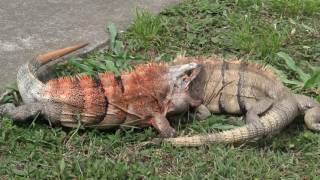 Two male Ctenosaura similis fighting Spinytailed Iguana  Garrobo o Iguana cafe [upl. by Abekam832]