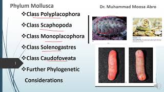 Phylum Mollusca Class Polyplacophora Class Monoplacophora Phylogenetic consideration [upl. by Matthews]