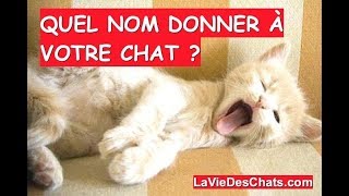 Quel nom choisir pour votre chat 🐱 Les noms de chats [upl. by Neeluqcaj]