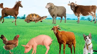 Farm Animal Food  Cows Sheep Goats Horses Pigs  Animal School [upl. by Hali]