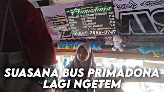 BUS SIANG PRIMADONA KANCIL PUTRA LURAGUNG LAGI NGETEM [upl. by Binnings]