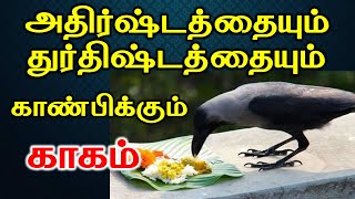 அதிர்ஷ்டத்தையும் துர்திஷ்டத்தையும் காண்பிக்கும் காகம்  astrology  T Tamil Technology [upl. by Pantheas787]