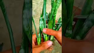 Sansevieria zeylanica snake plant viral [upl. by Magnien]