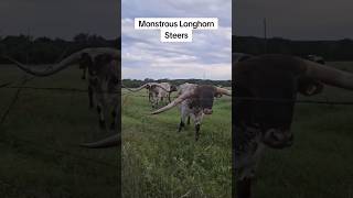 The Beauty of Longhorn Cattle 🐂🌄🇺🇲🌾 [upl. by Elisee221]