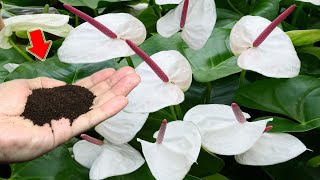 1 Cup Per Week Anthurium Grows Fast And Blooms Hundreds Of Flowers Immediately [upl. by Mozes]