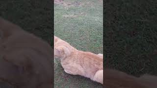 No Tail Cat Rolling Around in the Wet Grass [upl. by Ashien95]