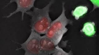 Live cell imaging Live FUCCI mouse Embryonic Stem Cells [upl. by Aseel]