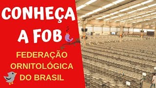 CONHEÇA A FOB  FEDERAÇÃO ORNITOLÓGICA DO BRASIL [upl. by Suoirrad]