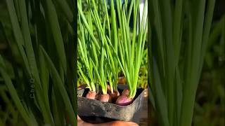 How to Grow Green Onions at Home Using Plastic Bottle plants shorts farming [upl. by Trinette]