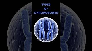 4 Types of Chromosomes Explained in 60 Seconds 🧬 [upl. by Ayotyal814]