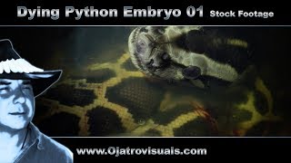 Dying Python Embryo 01 Stock Footage [upl. by Aniz]