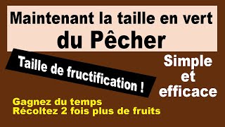 Comment réussir la taille en vert du pêcher taille de fructification [upl. by Mastic]