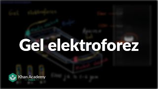 Gel elektroforez  Biotexnologiya  Biologiya [upl. by Cressi612]