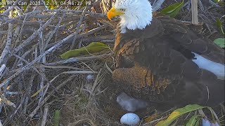 Captiva Eagles A huge Iguana crawls into the nest😮Clive wingslaps 🦅  0445 PM  20231219 [upl. by Eniliuqcaj]