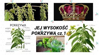 Pokrzywa  cudowny środek na porost włosów Ale nie tylko  cz1 [upl. by Edialeda114]