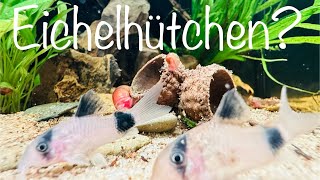 Eichelhütchen fürs Aquarium aquarium aquaristik [upl. by Keelia1]