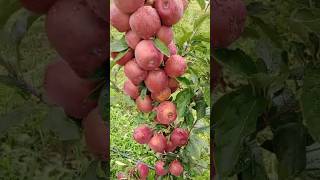 apple plant  amazing fruit setting [upl. by Nosraep]