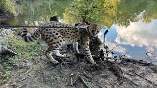 Serval on the Walk [upl. by Grimbal]